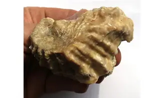gros CERATOSTREON
