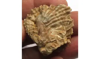 multiple ARCTOSTREA GREGARIA