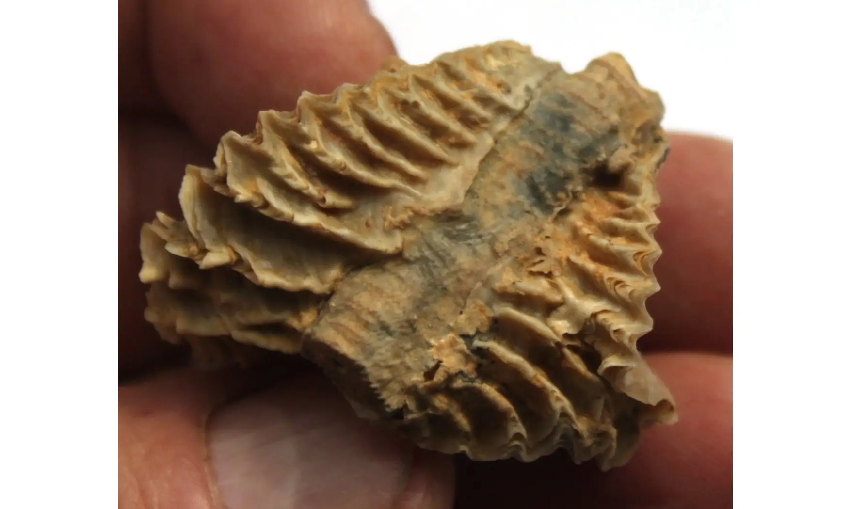 multiple ARCTOSTREA GREGARIA