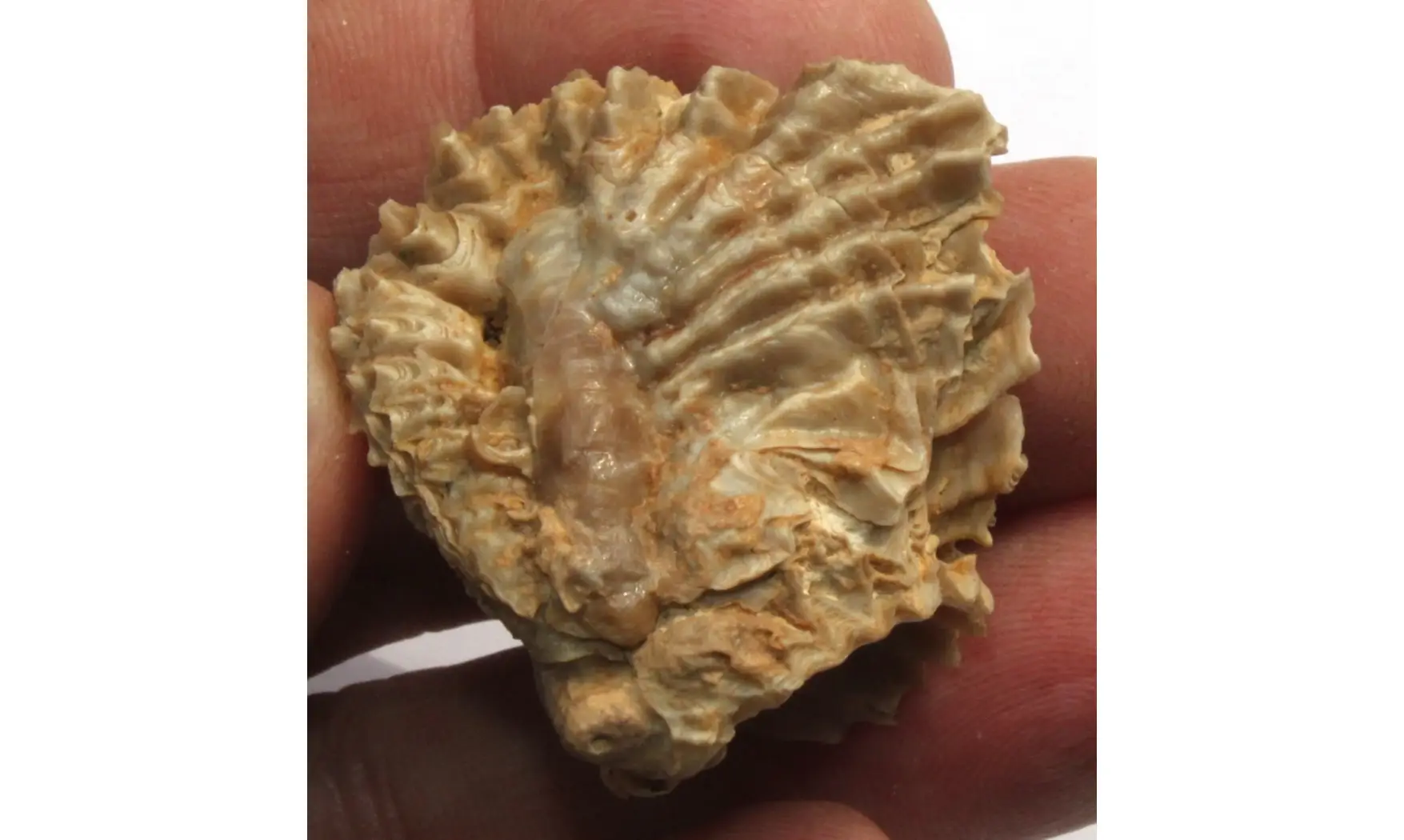 multiple ARCTOSTREA GREGARIA