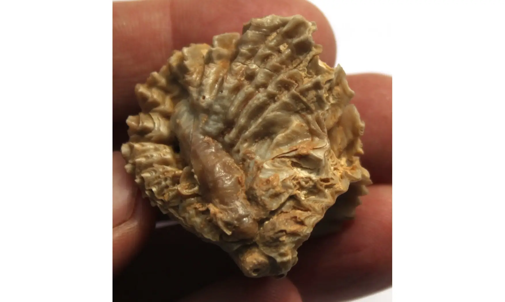 multiple ARCTOSTREA GREGARIA