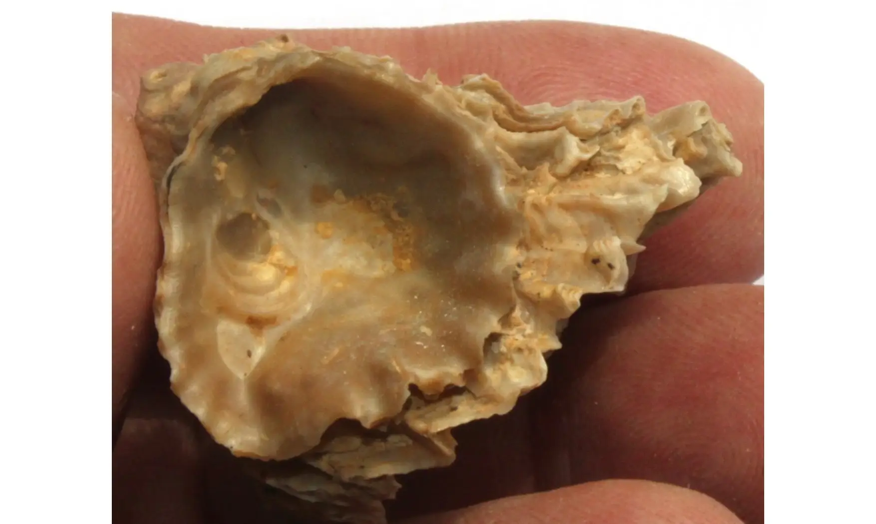multiple ARCTOSTREA GREGARIA