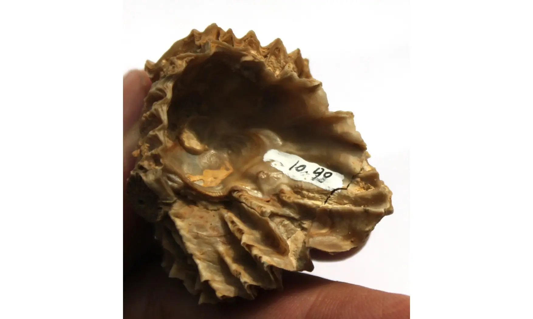 multiple ARCTOSTREA GREGARIA