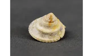Amberleya subduplicata