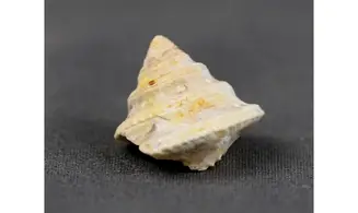 Amberleya subduplicata