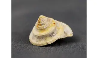 Amberleya subduplicata