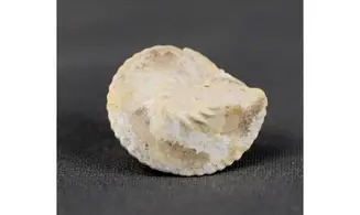 Amberleya subduplicata