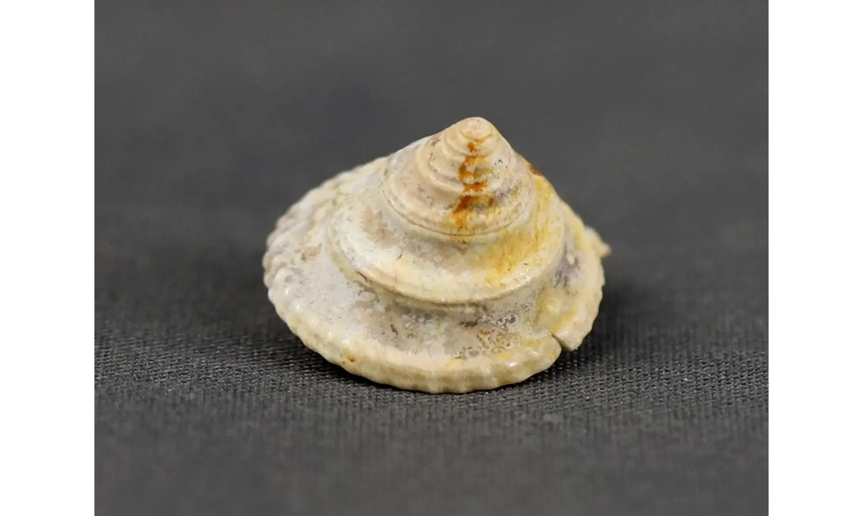 Amberleya subduplicata