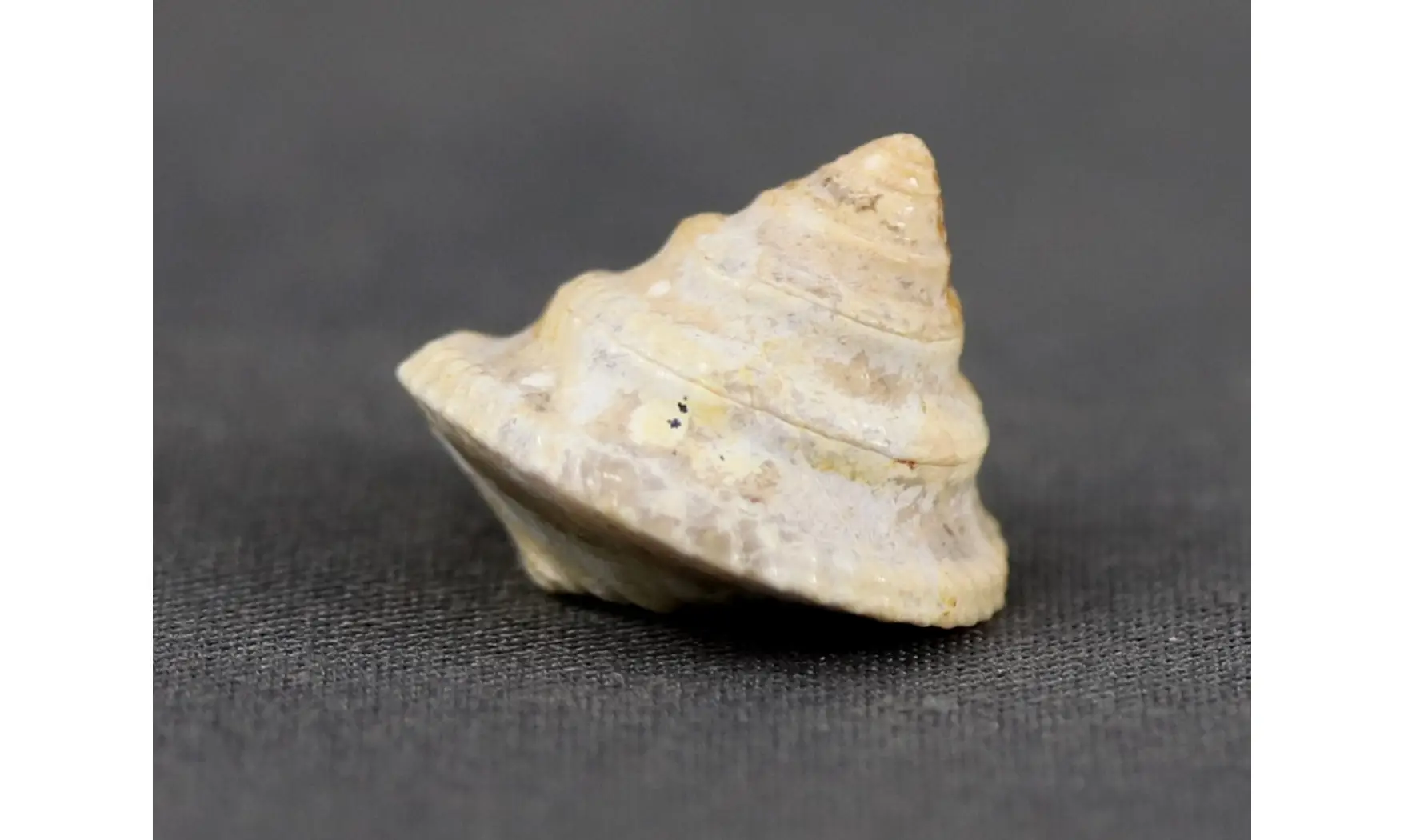 Amberleya subduplicata