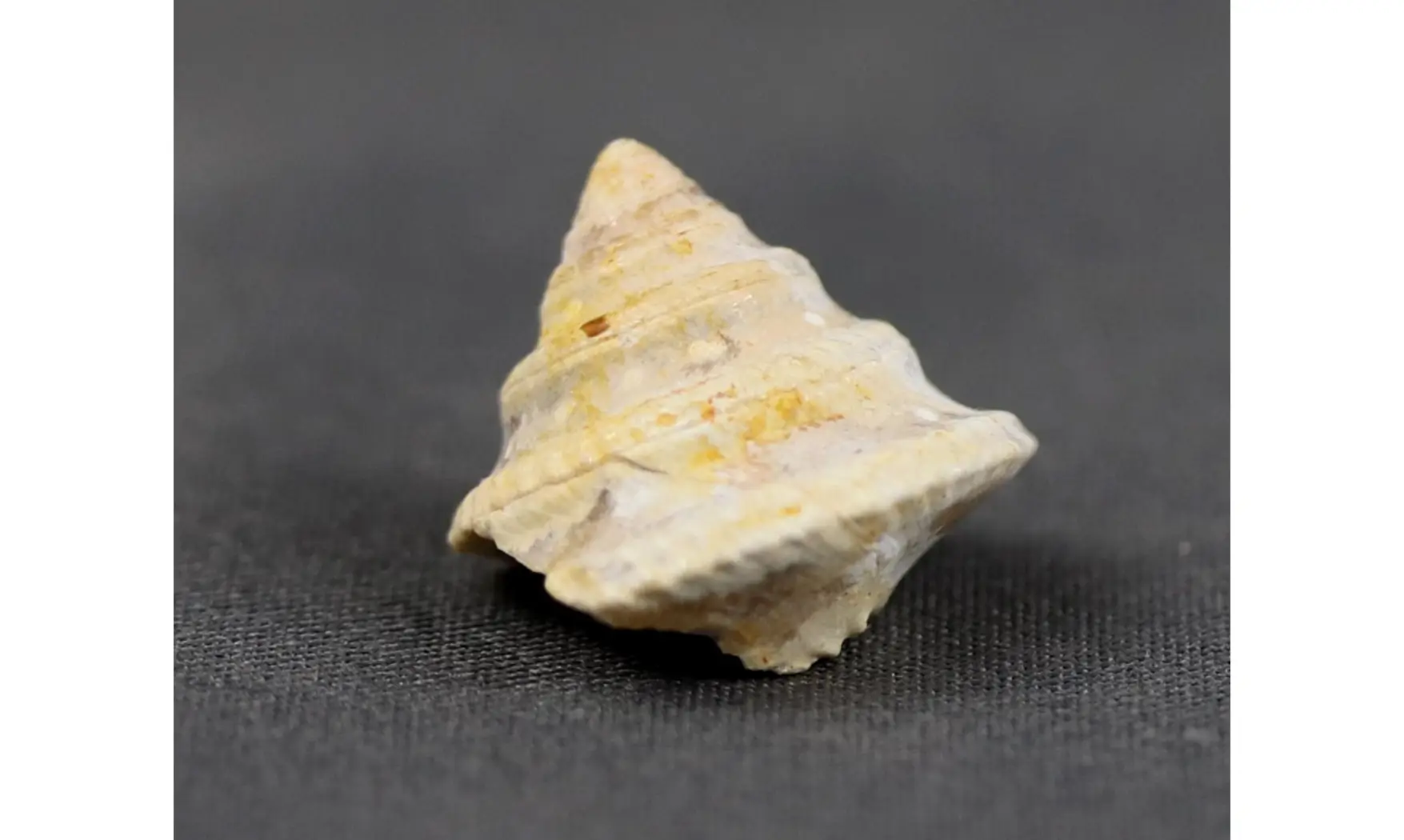 Amberleya subduplicata