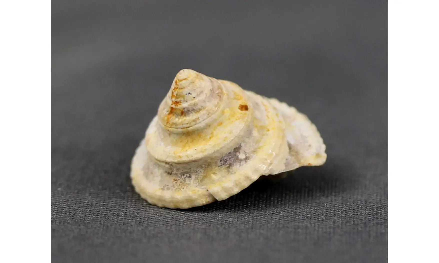 Amberleya subduplicata