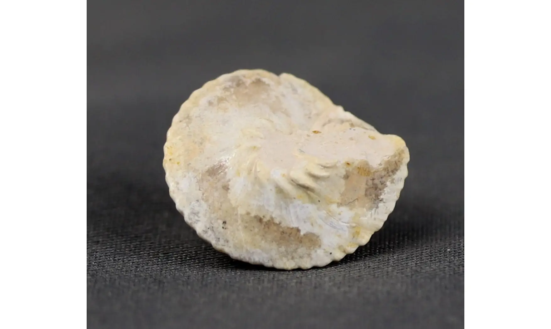 Amberleya subduplicata