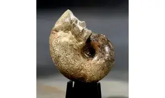 Pseudophyllites pyrenaicus