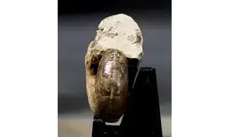 Pseudophyllites pyrenaicus