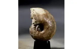 Pseudophyllites pyrenaicus