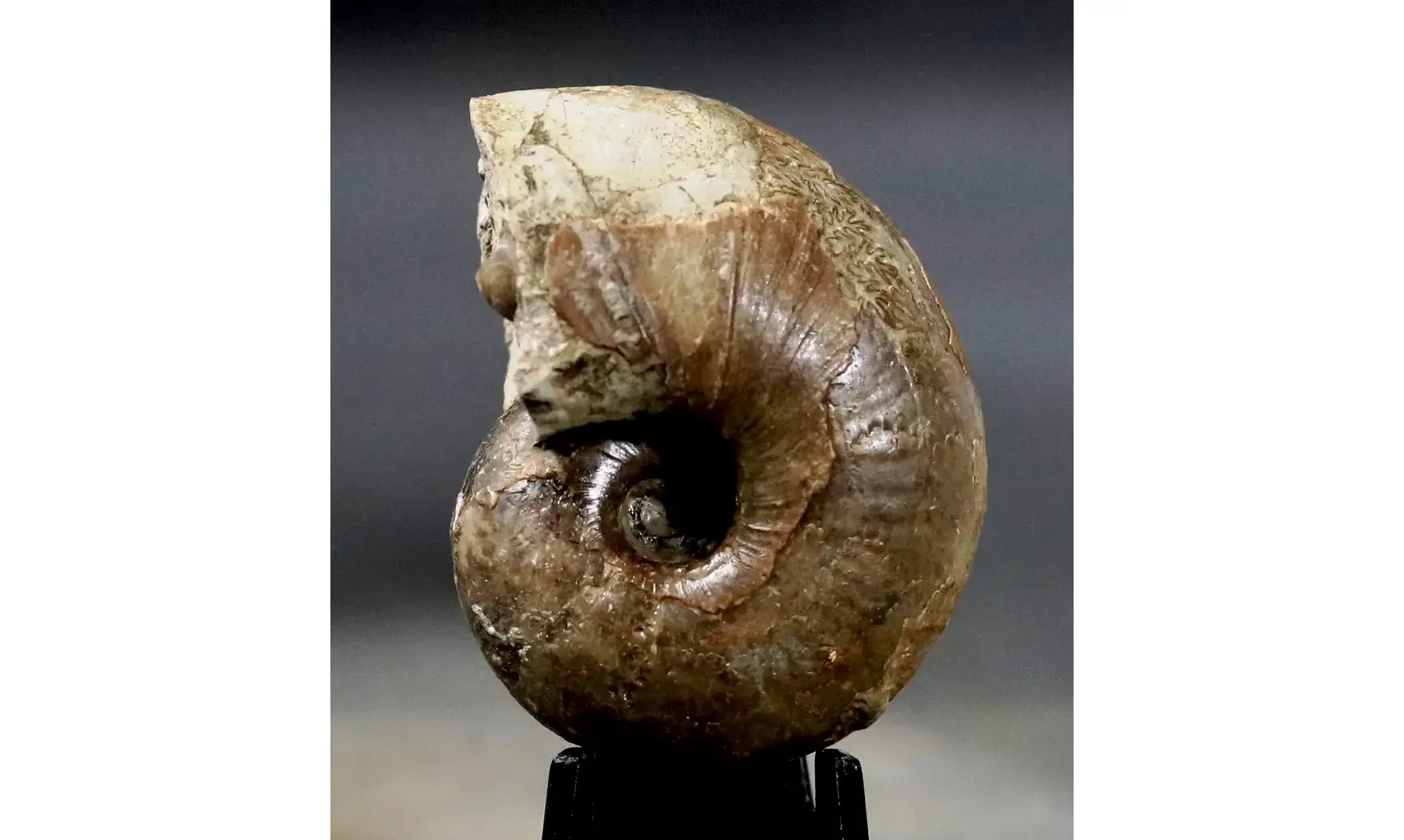 Pseudophyllites pyrenaicus