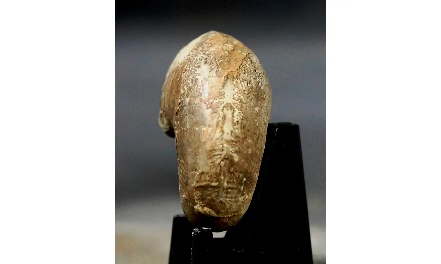 Pseudophyllites pyrenaicus