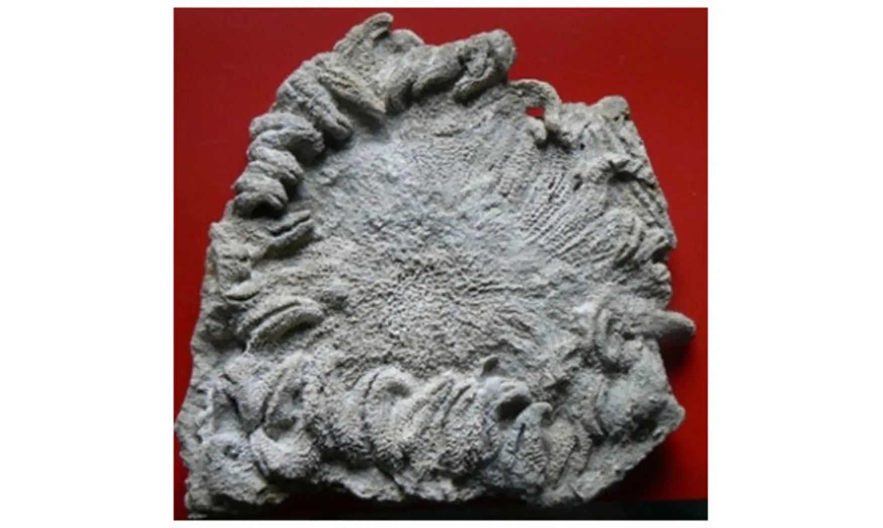 HELIASTER MICROBRACHIUS