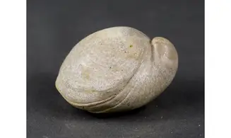 Loboidothyris perovalis