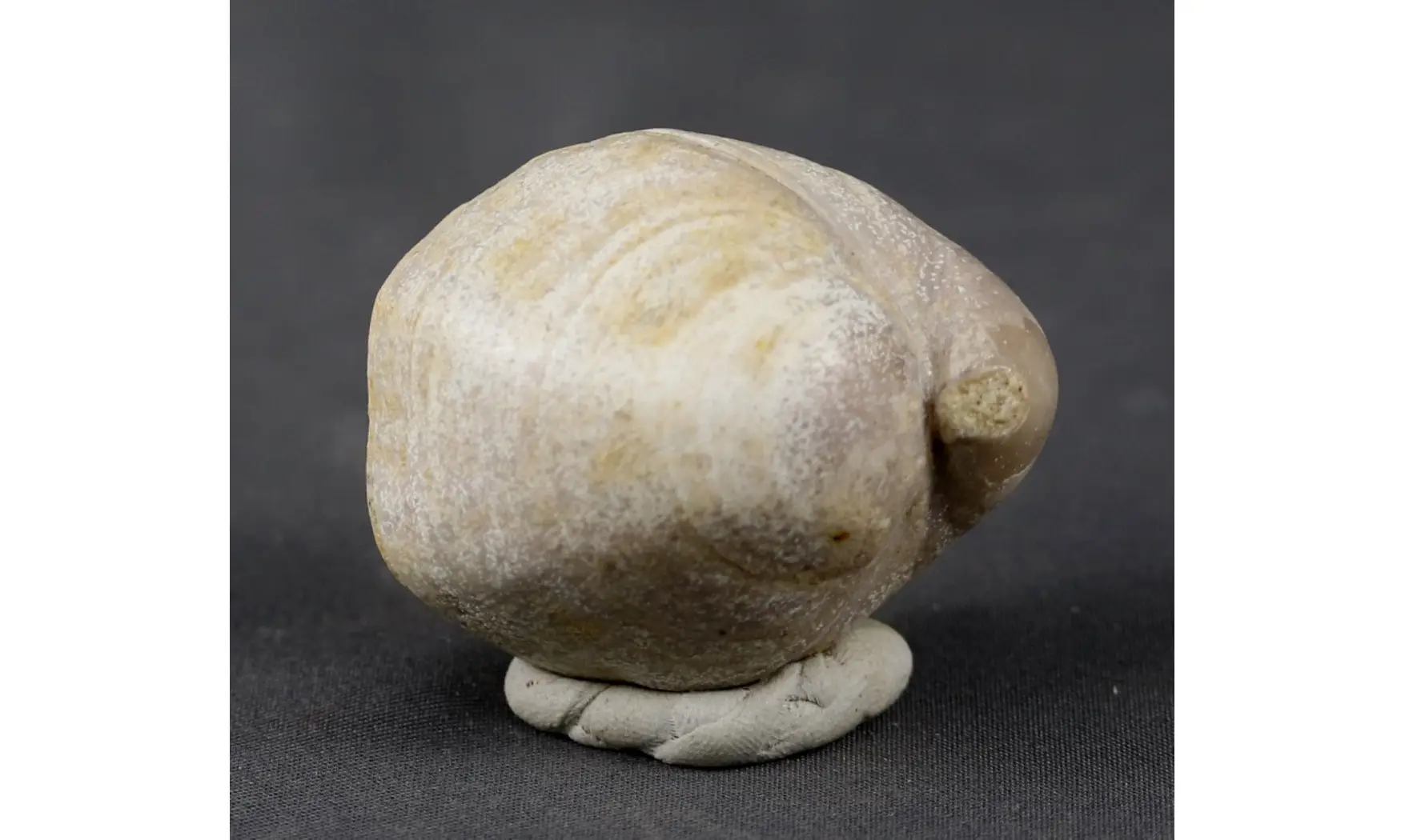 Loboidothyris perovalis