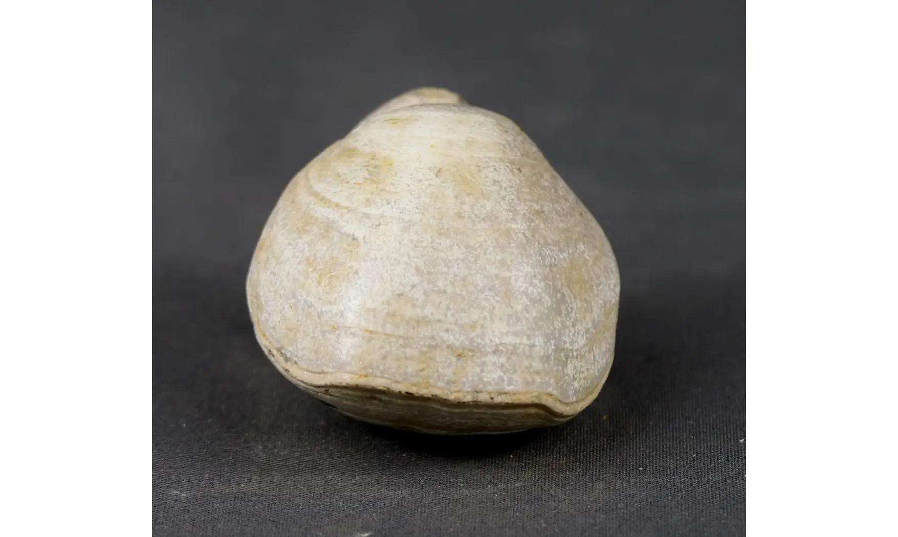 Loboidothyris perovalis