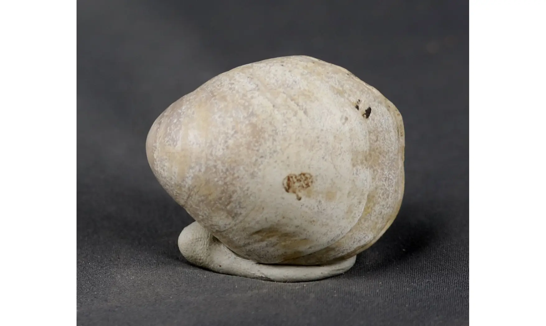 Loboidothyris perovalis