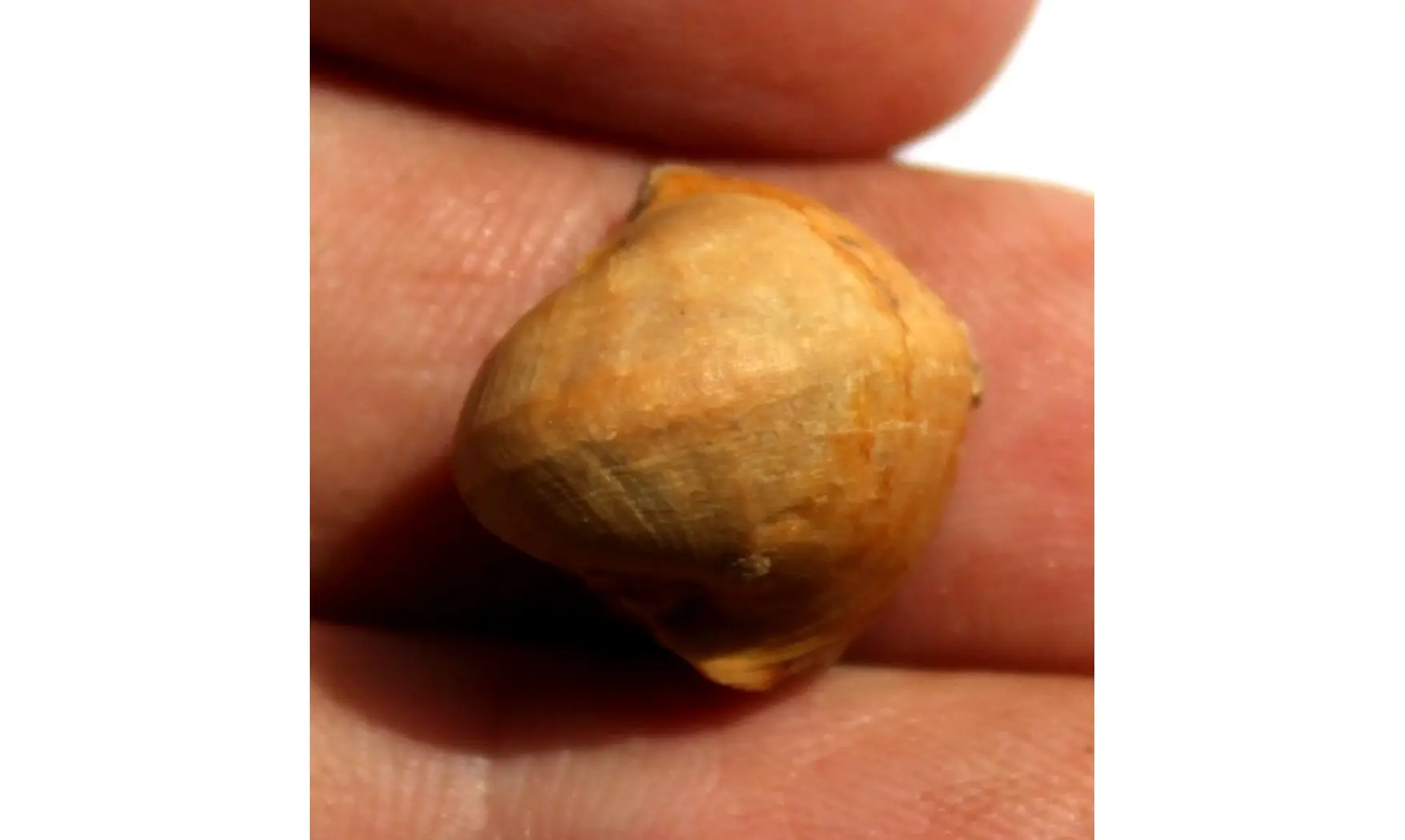 RETISPIRA ORNATUS (Belerophontidae)