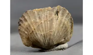 Platystrophia ponderosa