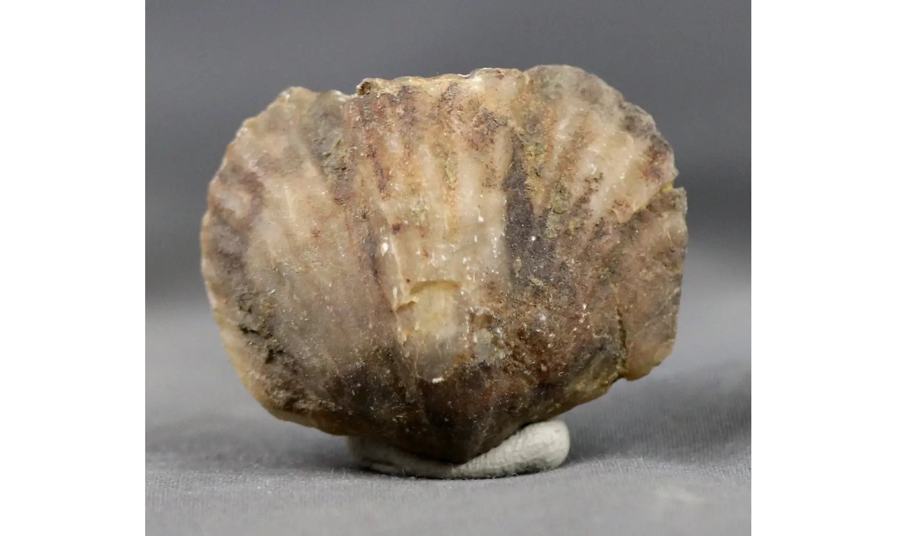 Platystrophia ponderosa