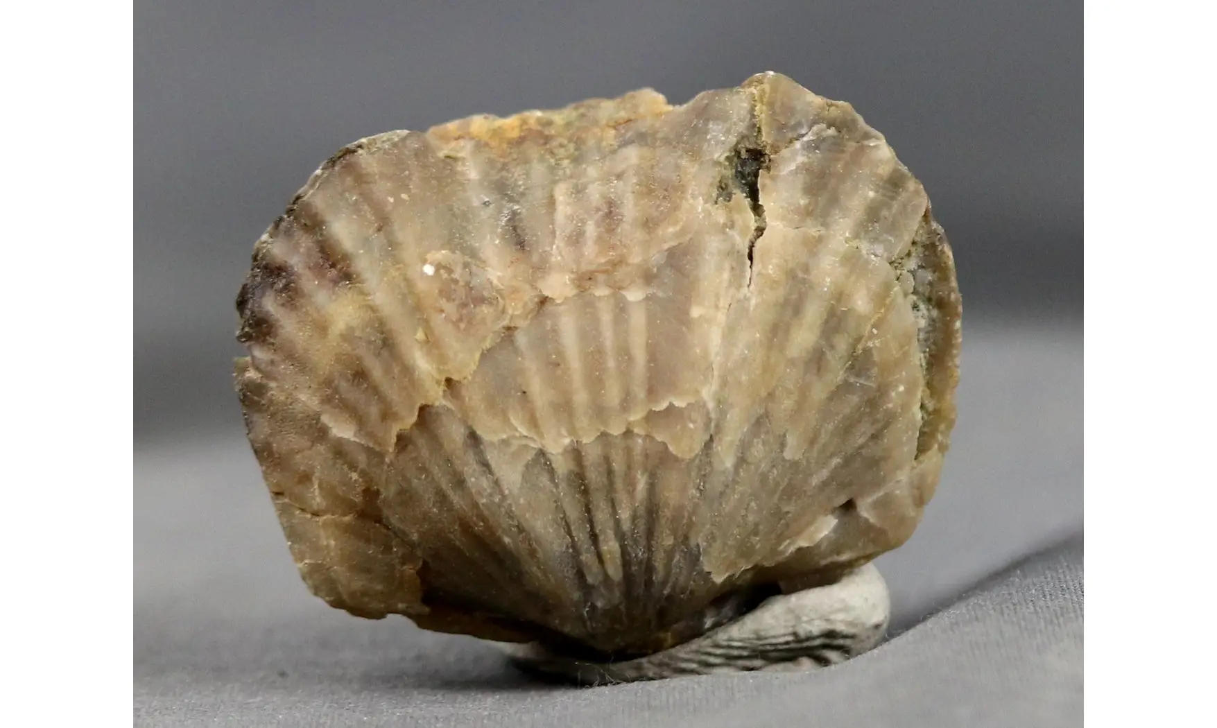 Platystrophia ponderosa