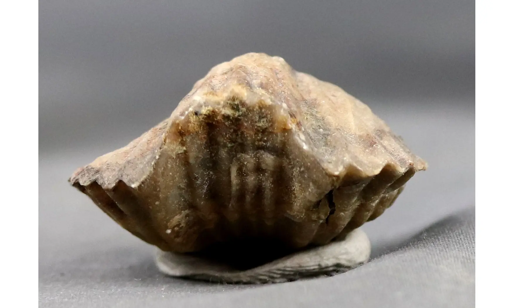 Platystrophia ponderosa