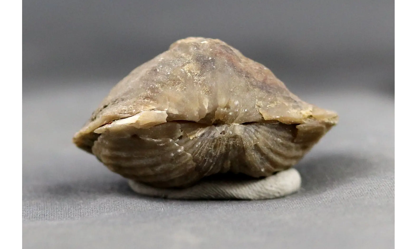 Platystrophia ponderosa
