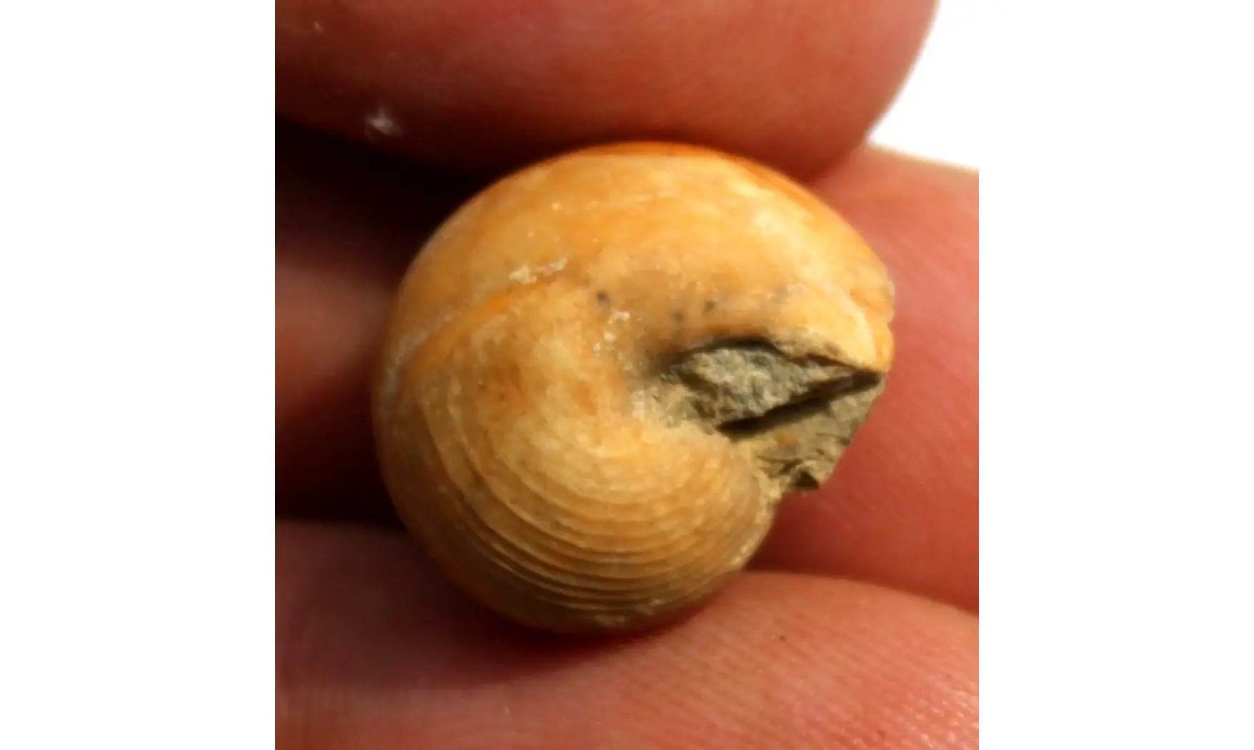 EUPHEMITES CABONARIUS (Belerophontidae)