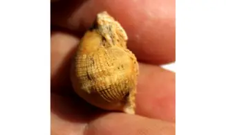 RETISPIRA ORNATUS (Belerophontidae)