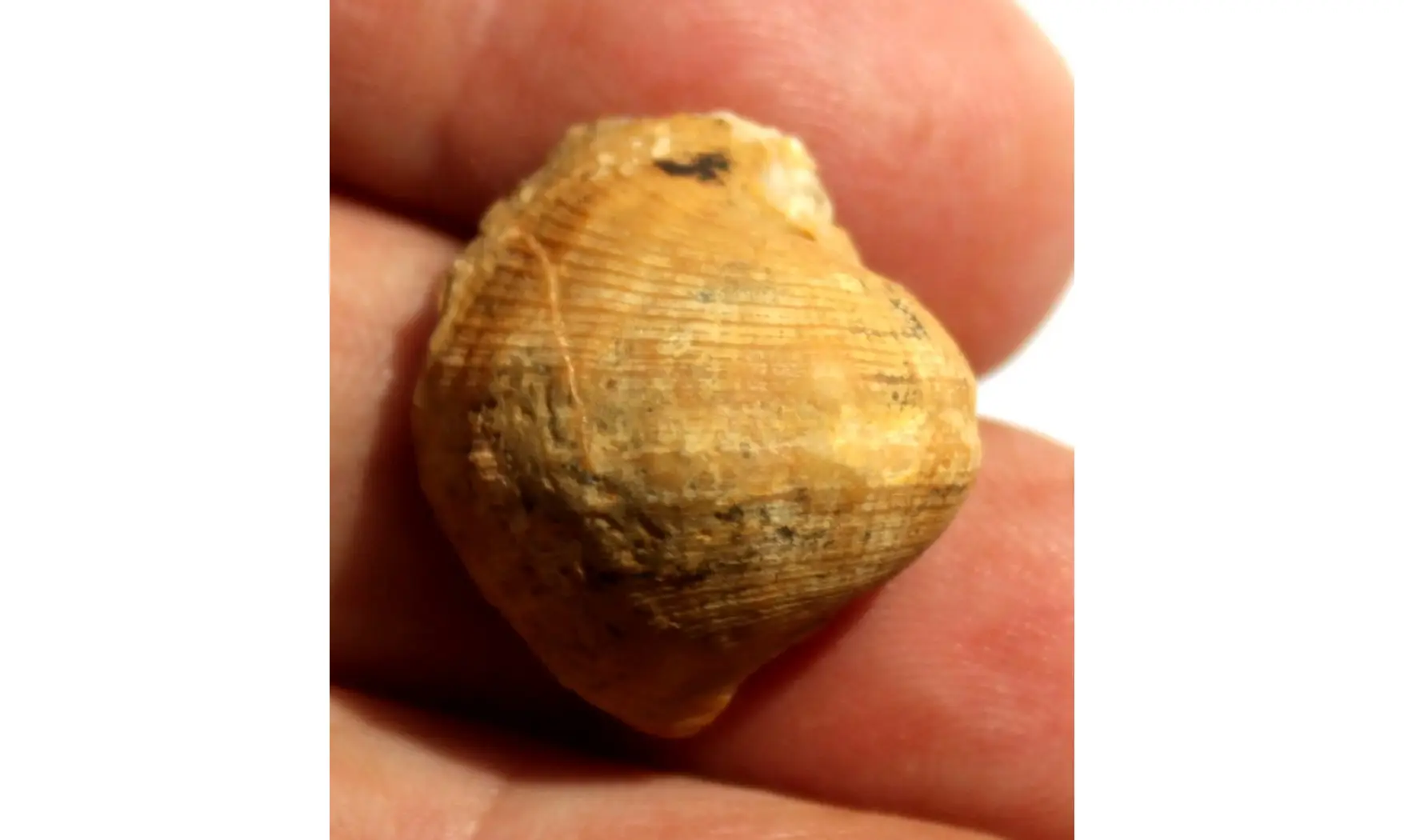 RETISPIRA ORNATUS (Belerophontidae)
