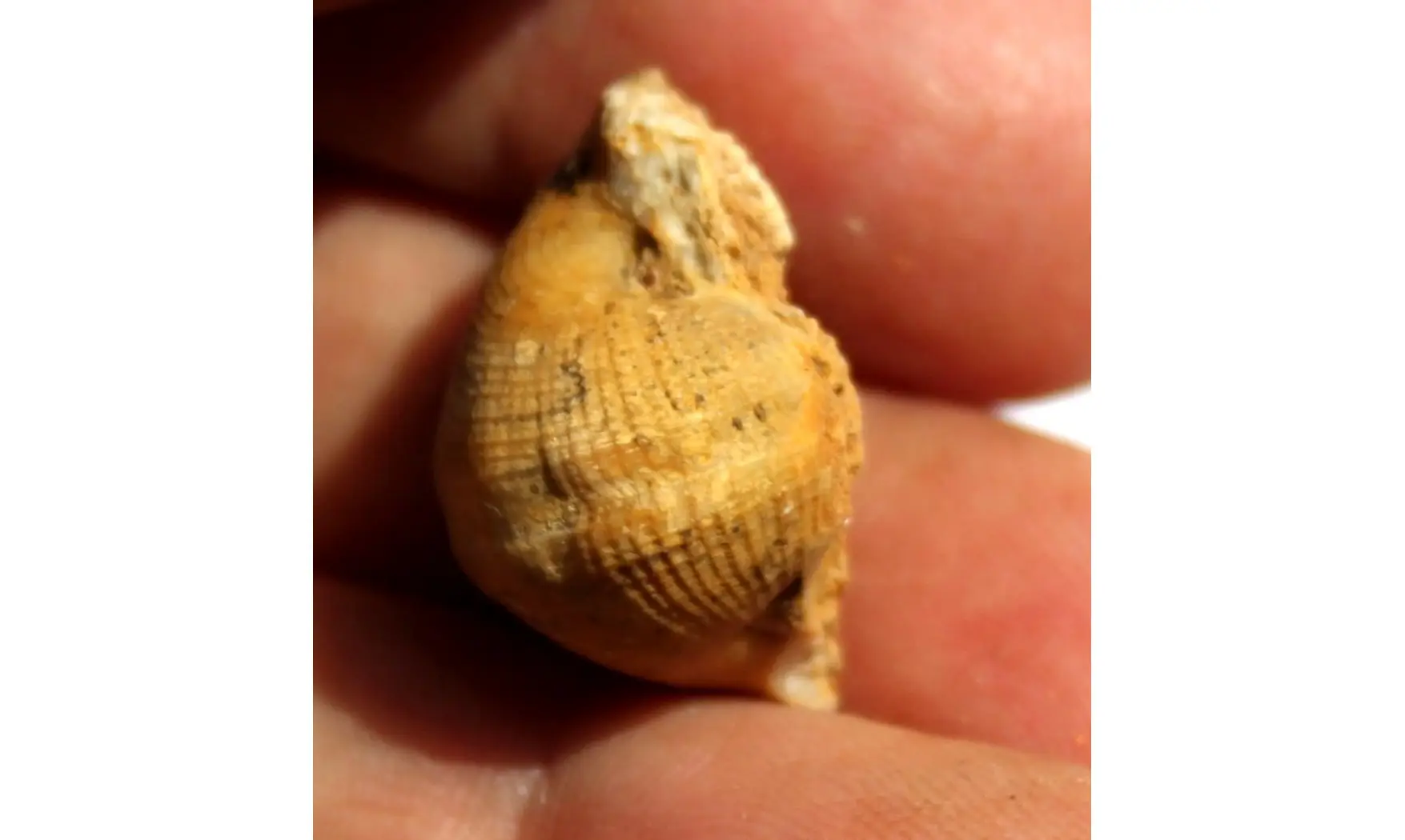 RETISPIRA ORNATUS (Belerophontidae)