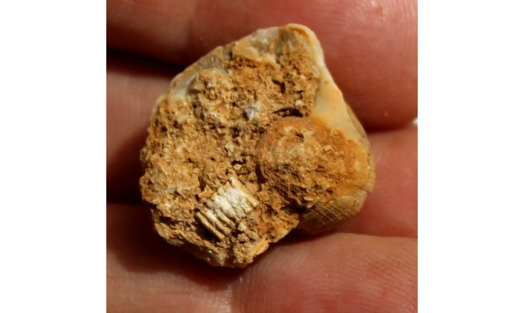 RETISPIRA ORNATUS (Belerophontidae)