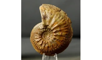 Cardioceras cordatum