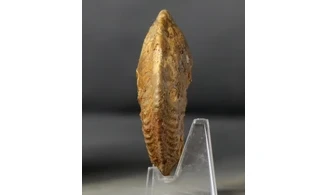Cardioceras cordatum