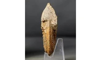 Cardioceras cordatum