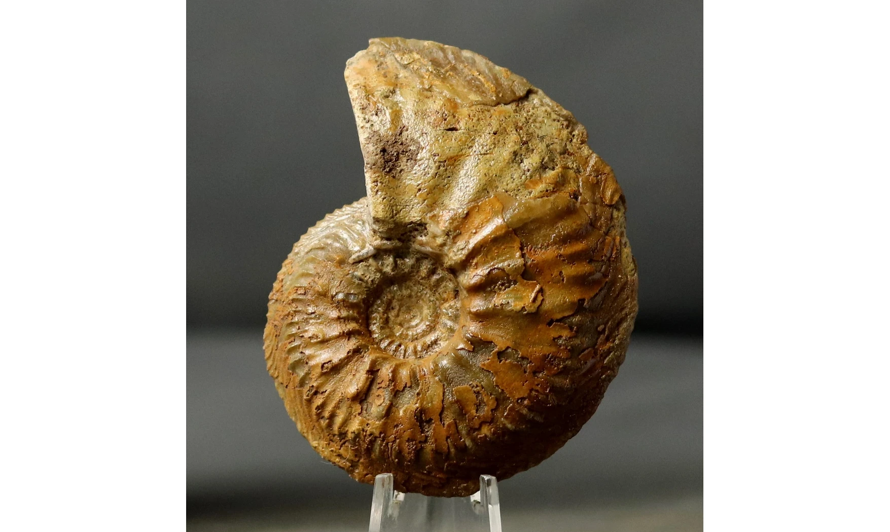 Cardioceras cordatum