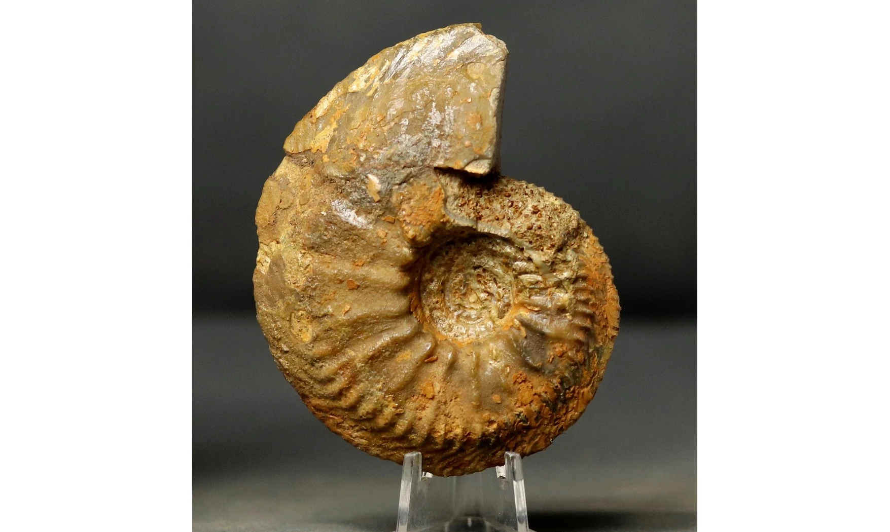 Cardioceras cordatum