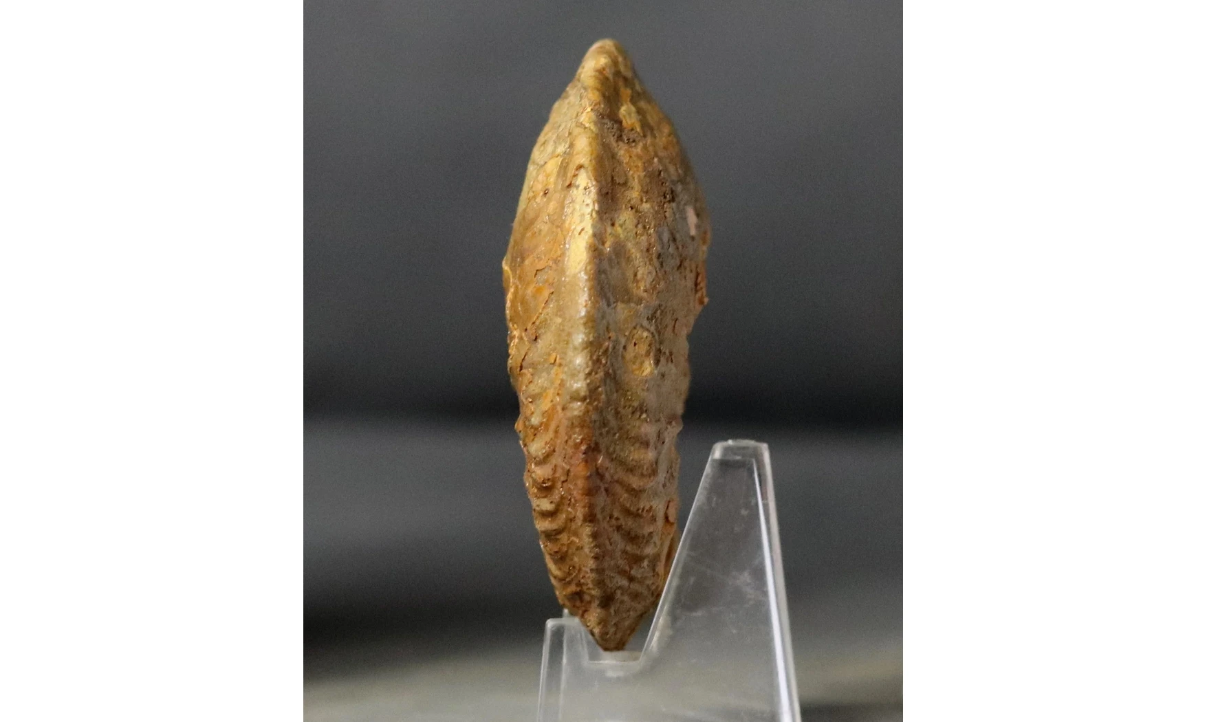Cardioceras cordatum