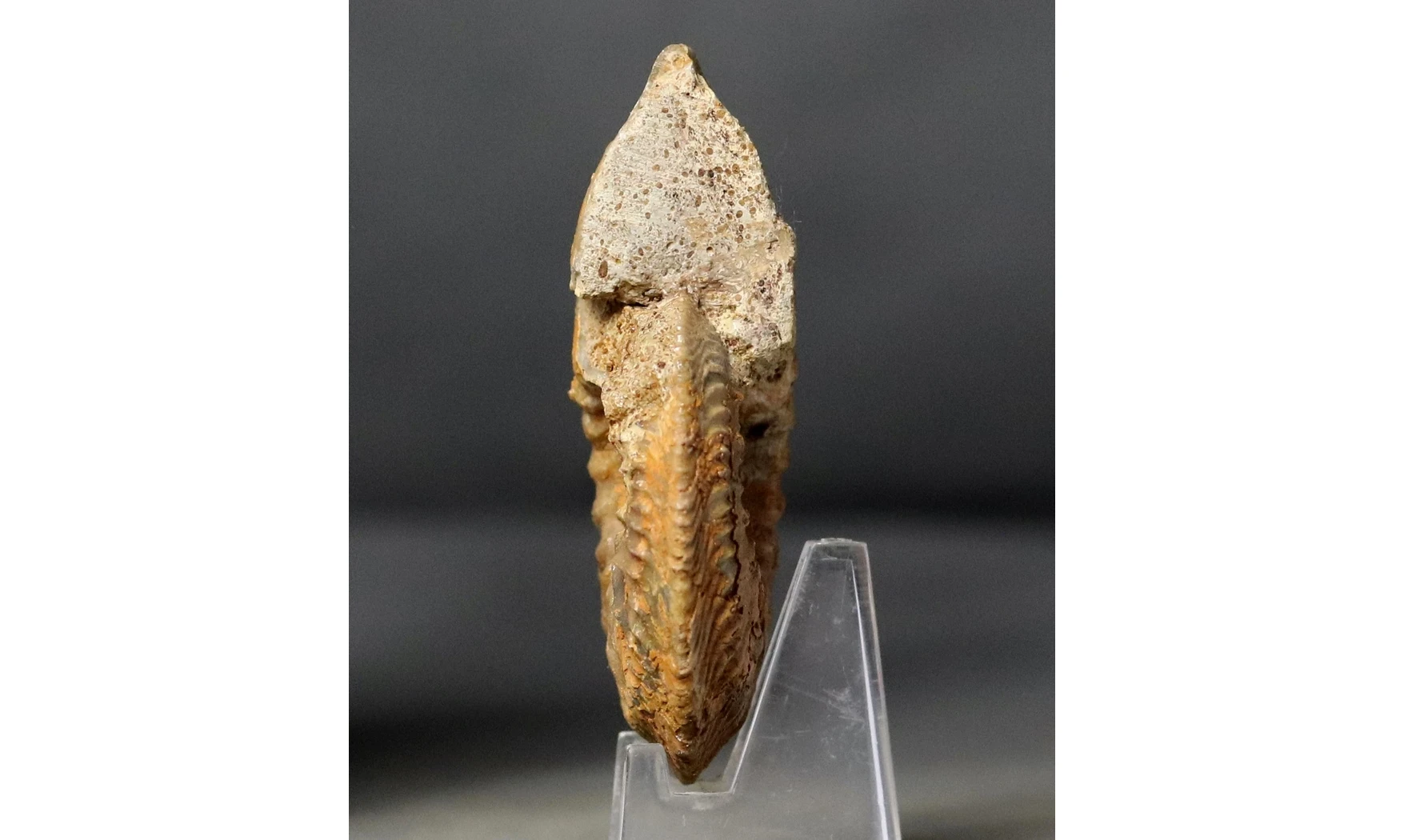 Cardioceras cordatum