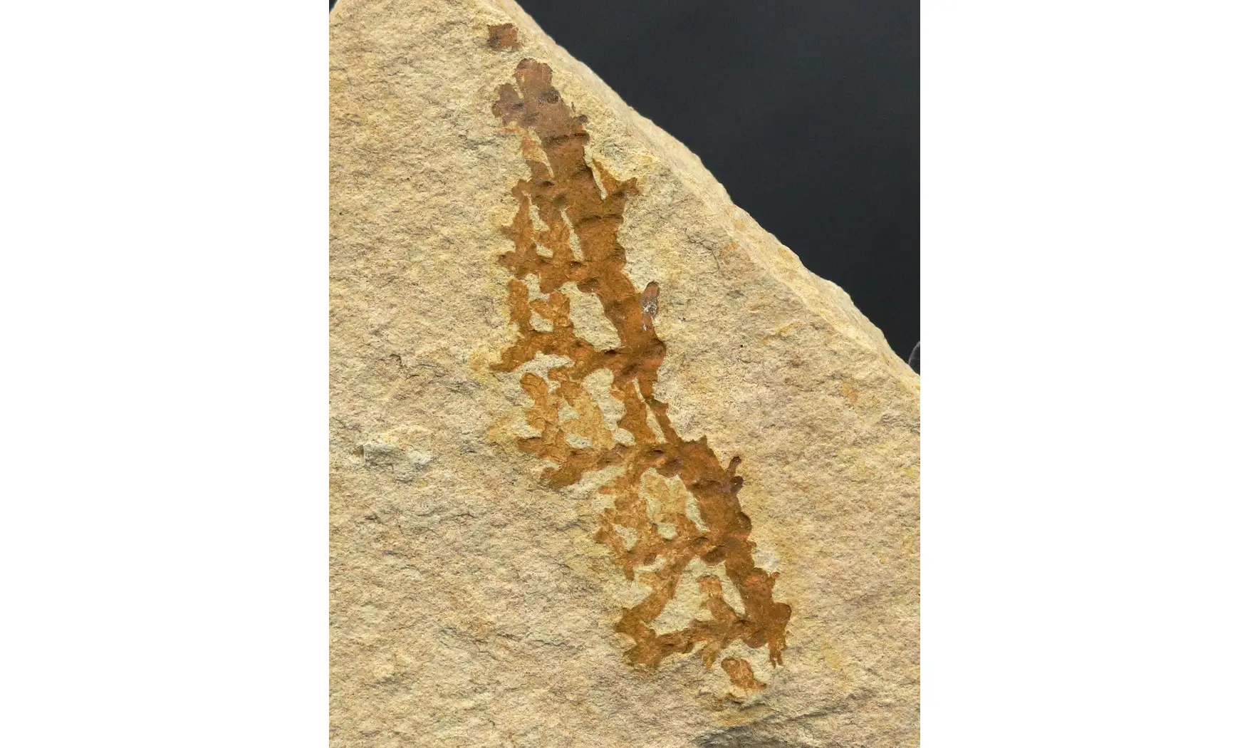 Brachyphyllum nepos