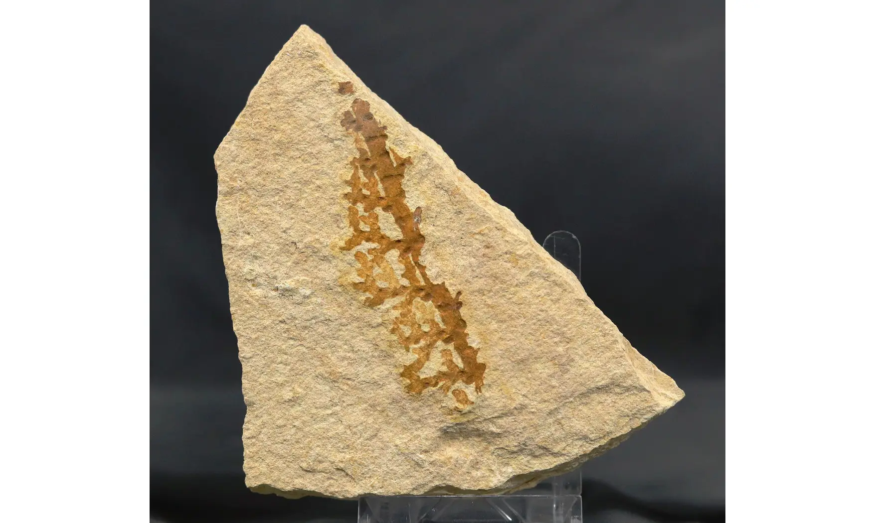 Brachyphyllum nepos
