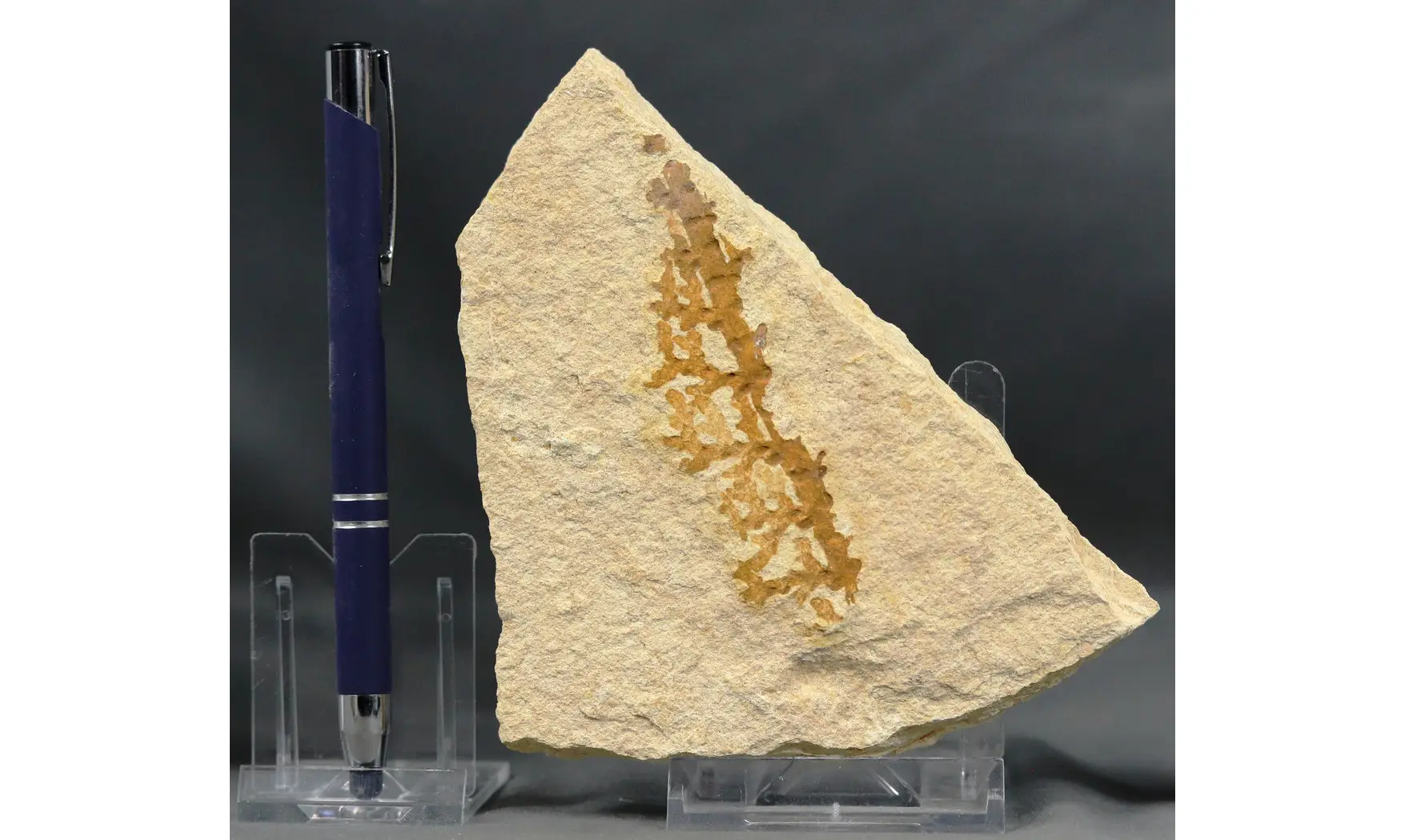 Brachyphyllum nepos