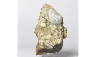 Myophorella Elisae + Arca glabra