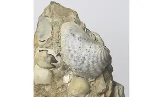Myophorella Elisae + Arca glabra