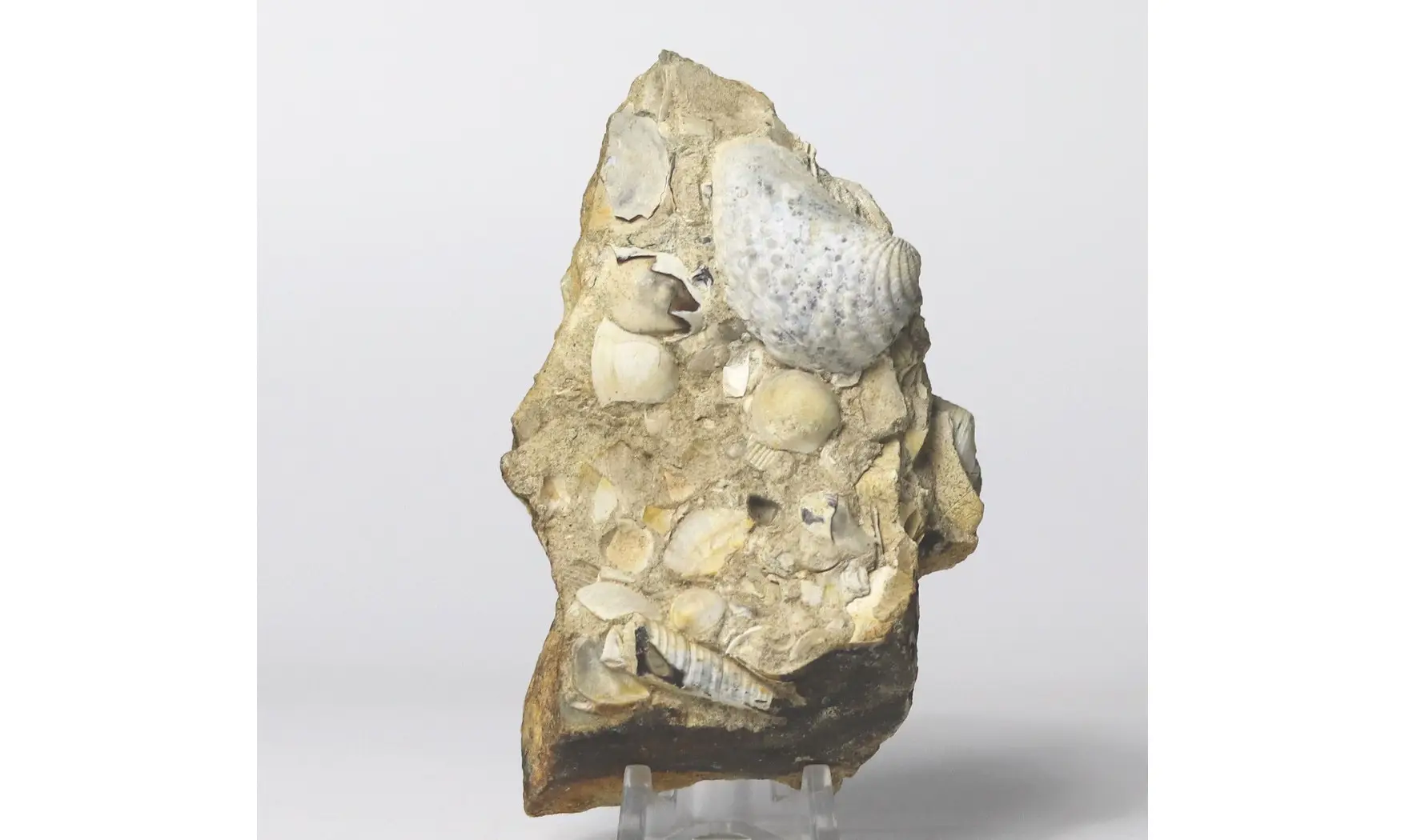 Myophorella Elisae + Arca glabra